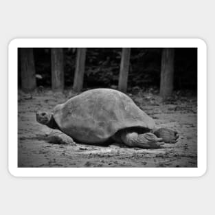 Tortoise Relaxing Sticker